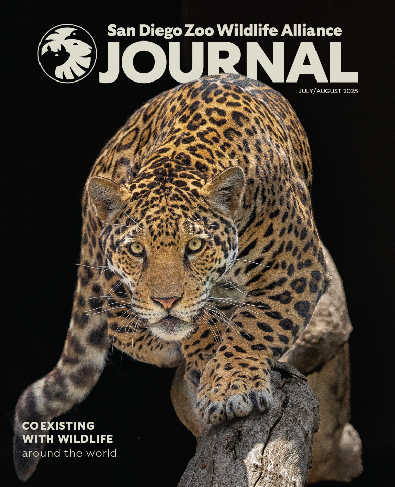 Jaguar in front of a dark background staring at the viewer about to pounce.