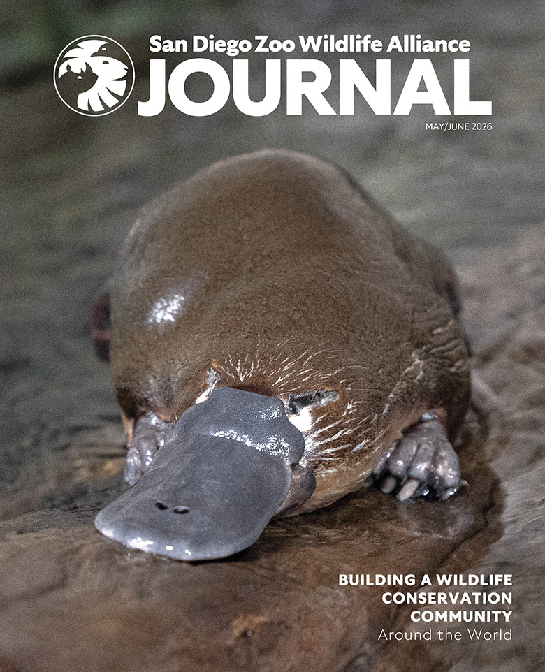 A closeup of a platypus sitting on a log