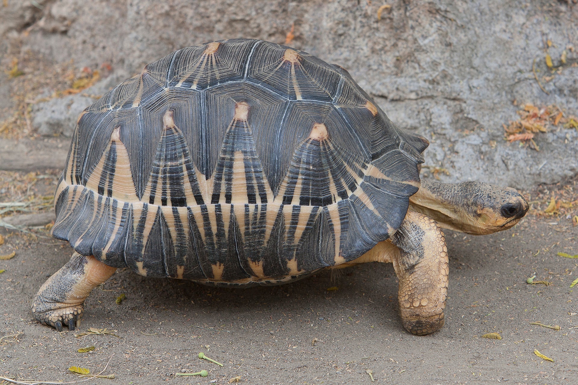 Tortoise
