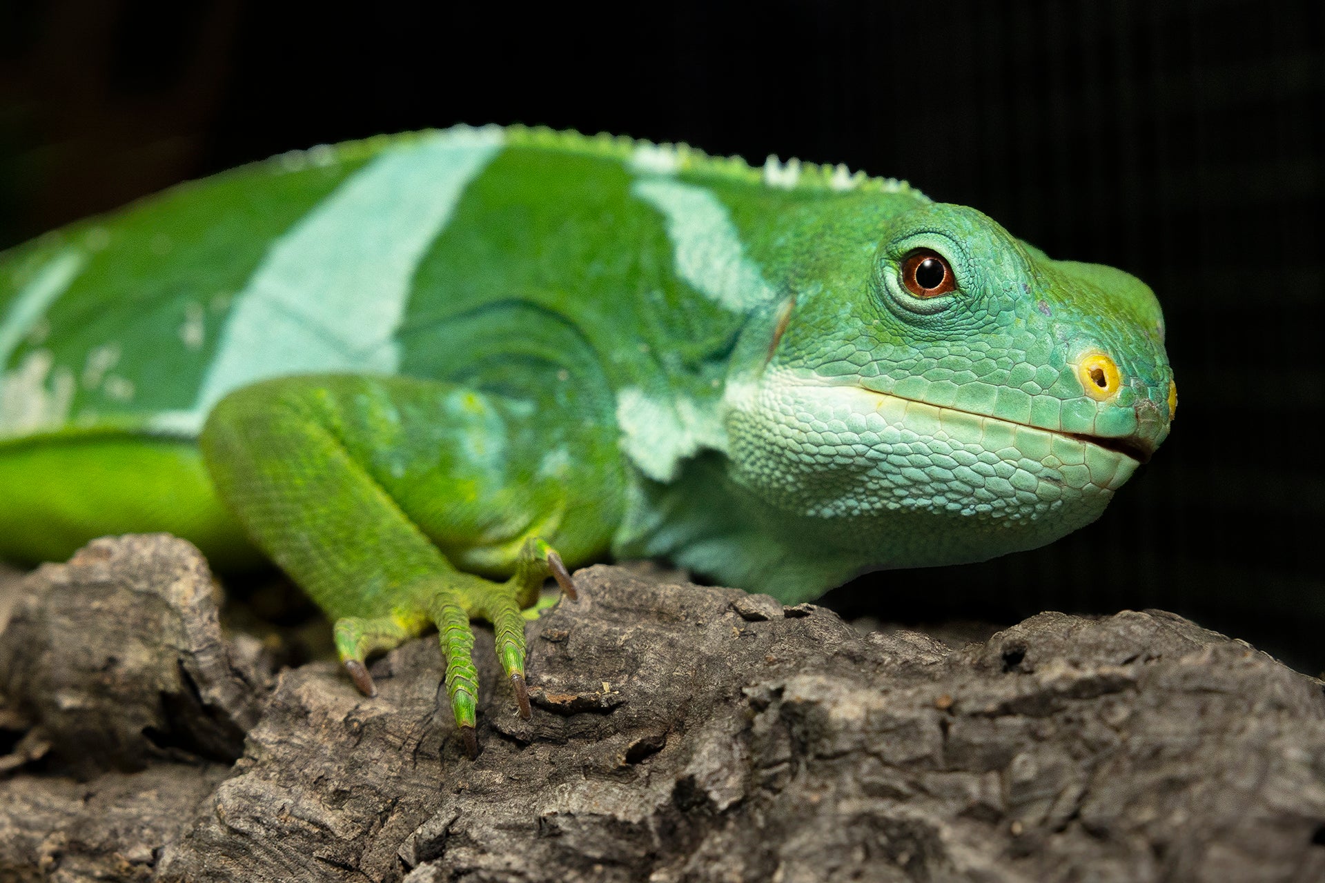 Lizard
