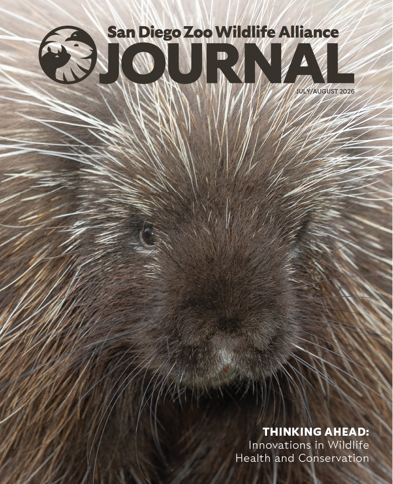 A close up photo of a porcupine's face