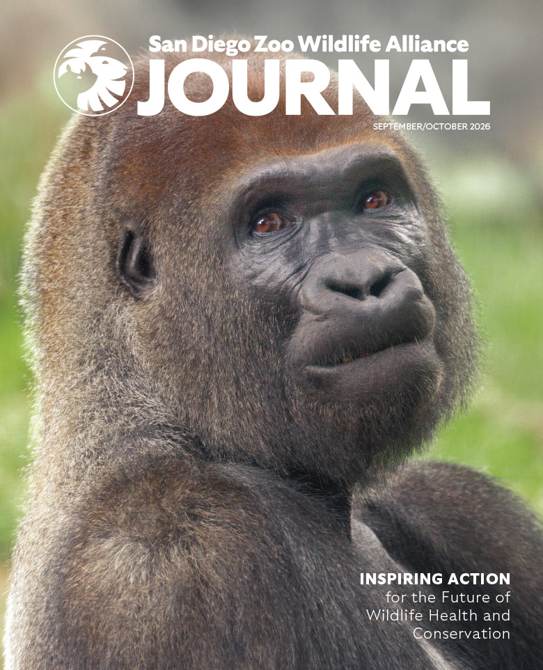 Close up photo of a gorilla's face