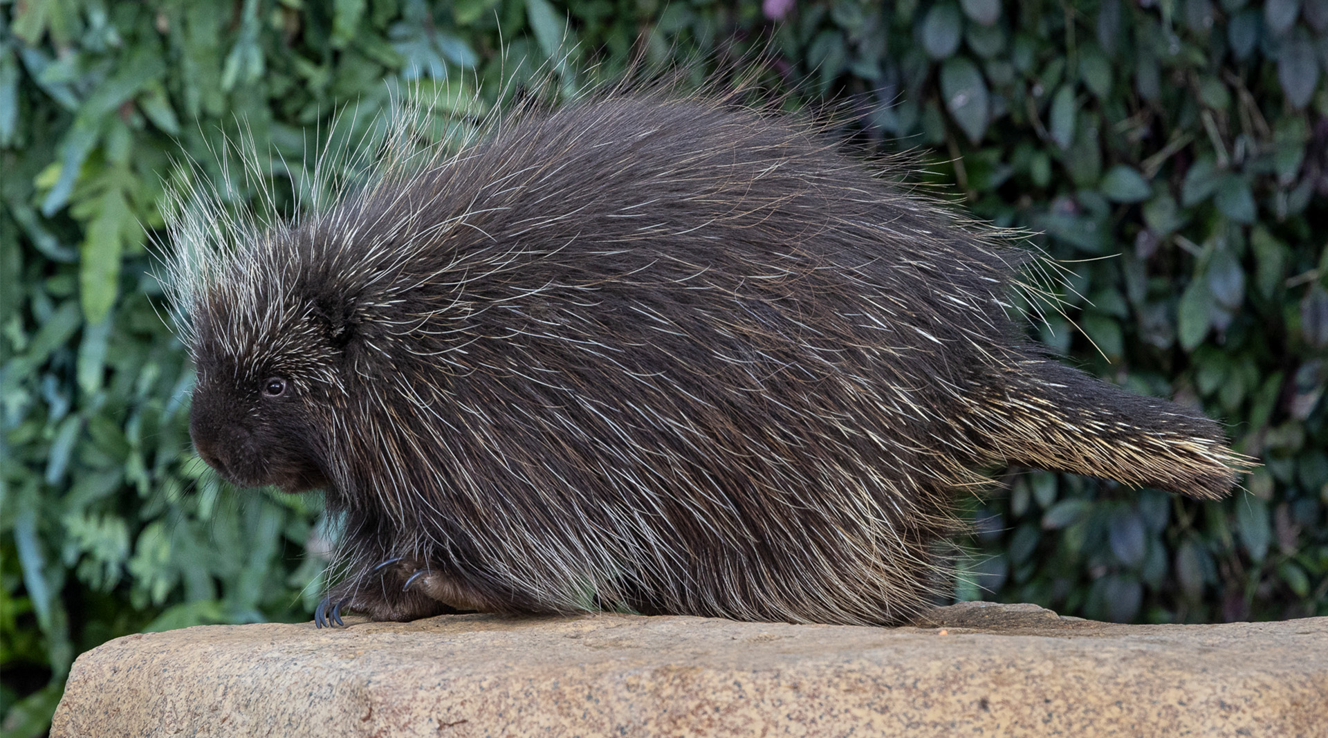 Side view of a porcupine walking across a rock