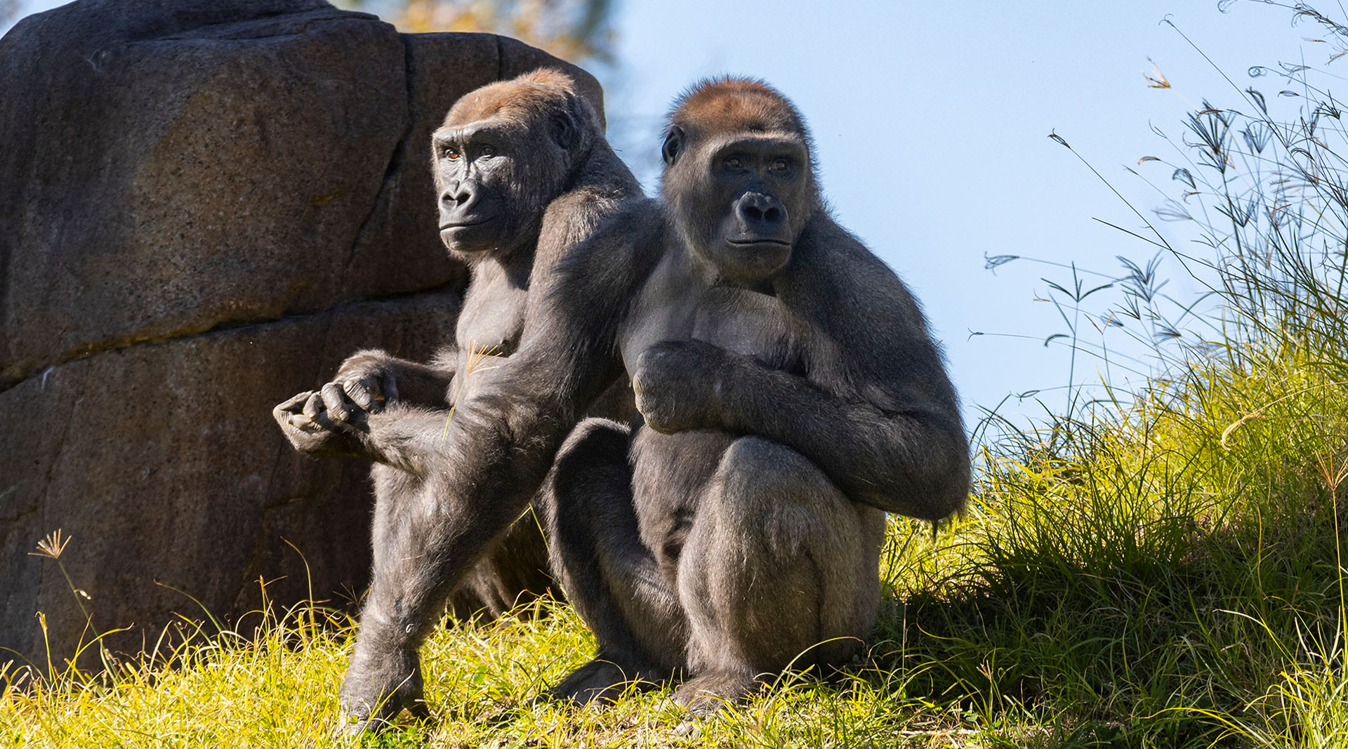 Two male gorillas sitting on a grassy hill, looking off into the distance.