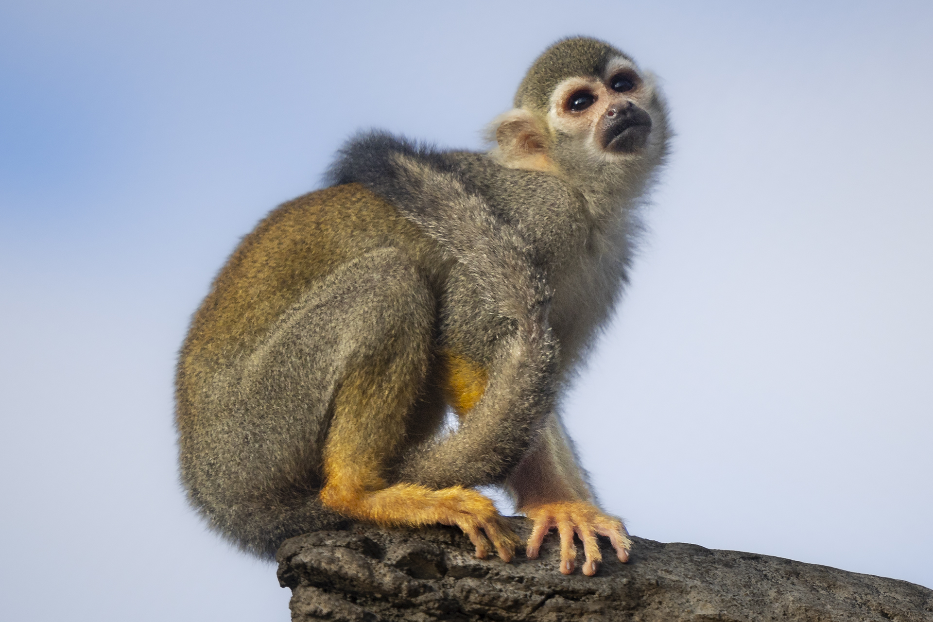 squirrel monkey