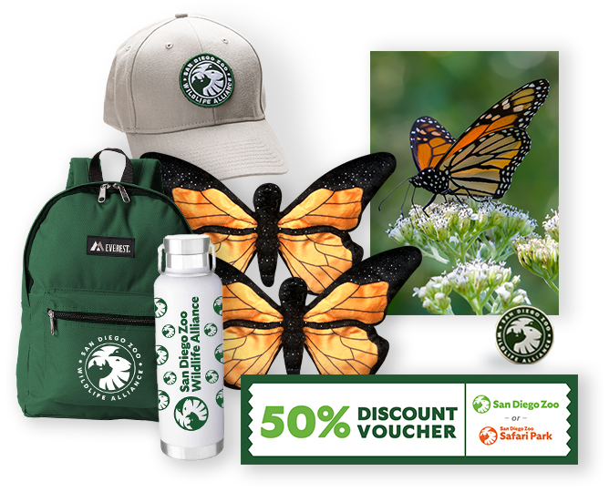 $1,000 Butterfly Adoption 