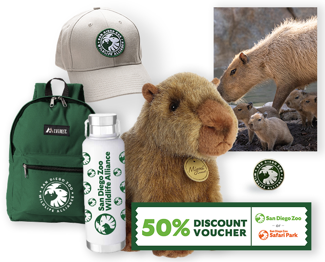$1,000 Capybara Adoption 