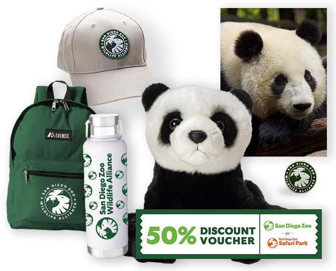 $1,000 Giant Panda Adoption 