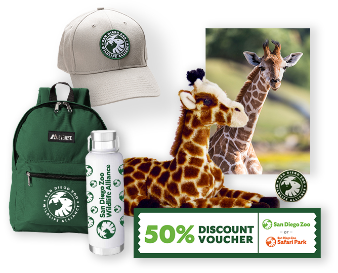 $1,000 Giraffe Adoption 