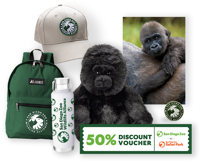 $1,000 Gorilla Adoption