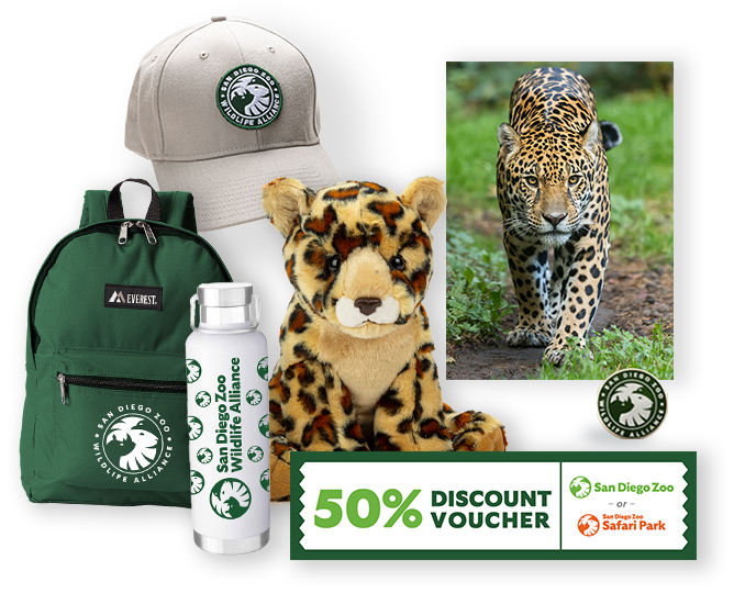 $1,000 Jaguar Adoption