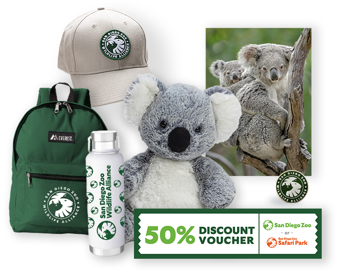 $1,000 Koala Adoption 