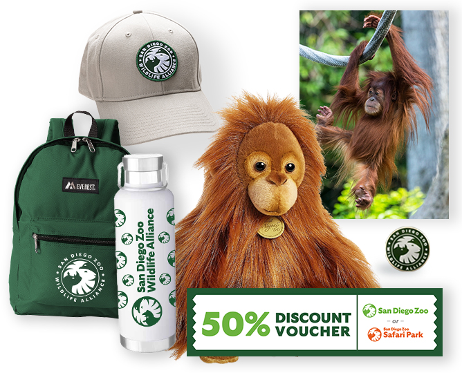 $1,000 Orangutan Adoption