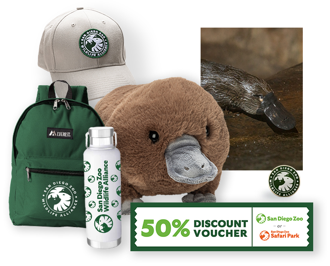 $1,000 Platypus Adoption 