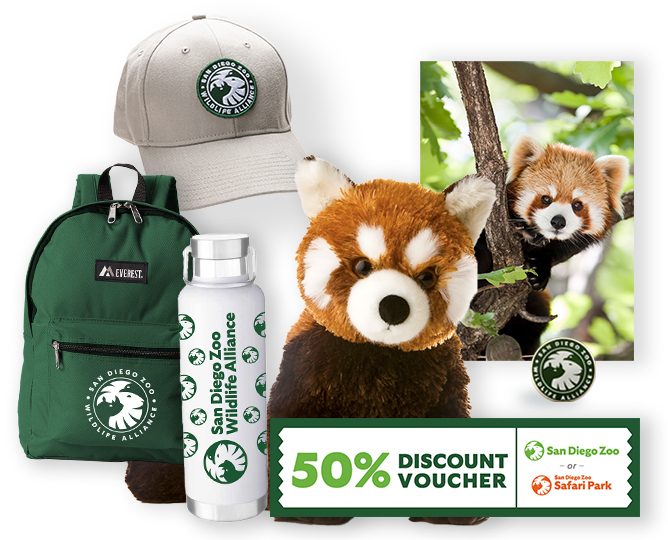 $1,000 Red Panda Adoption 
