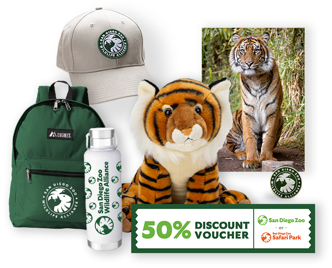 $1,000 Tiger Adoption 