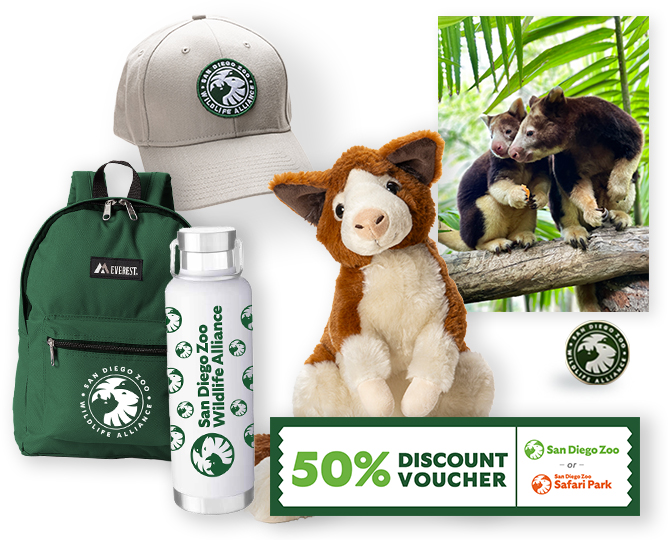 $1,000 Matschie's Tree Kangaroo Adoption 