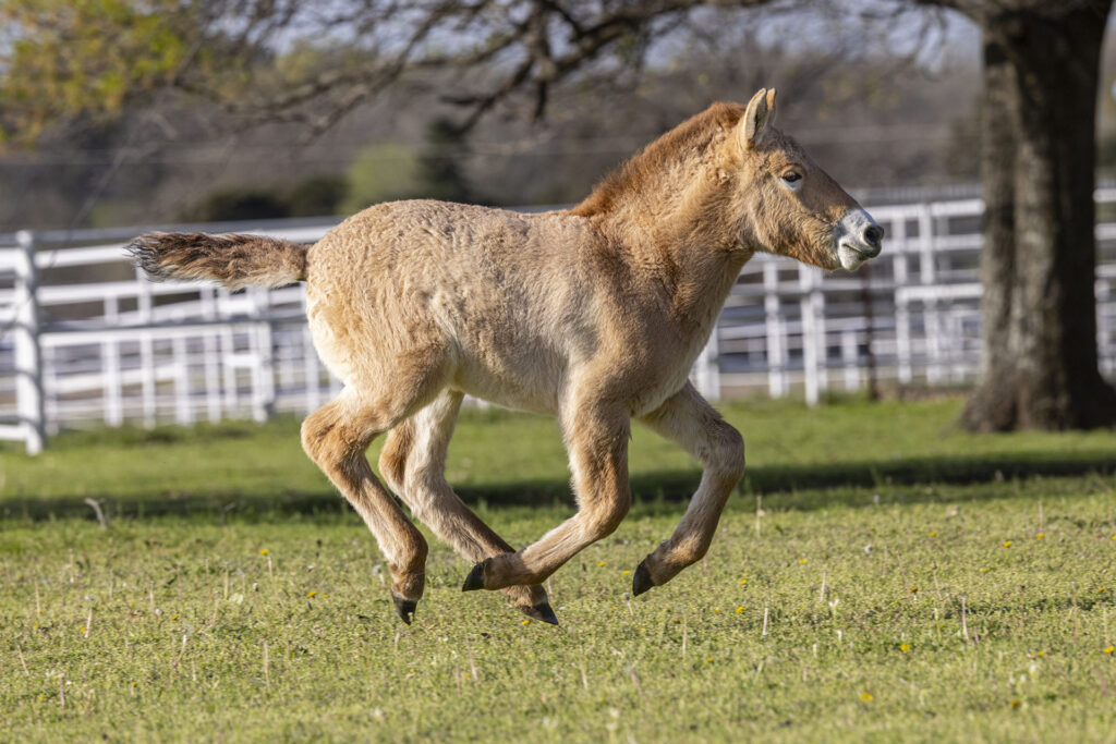 The second-ever Przewalski's horse clone has arrived to his new home at the Safari Park.