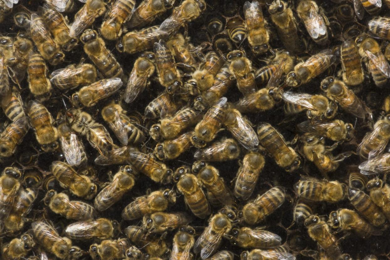 bees