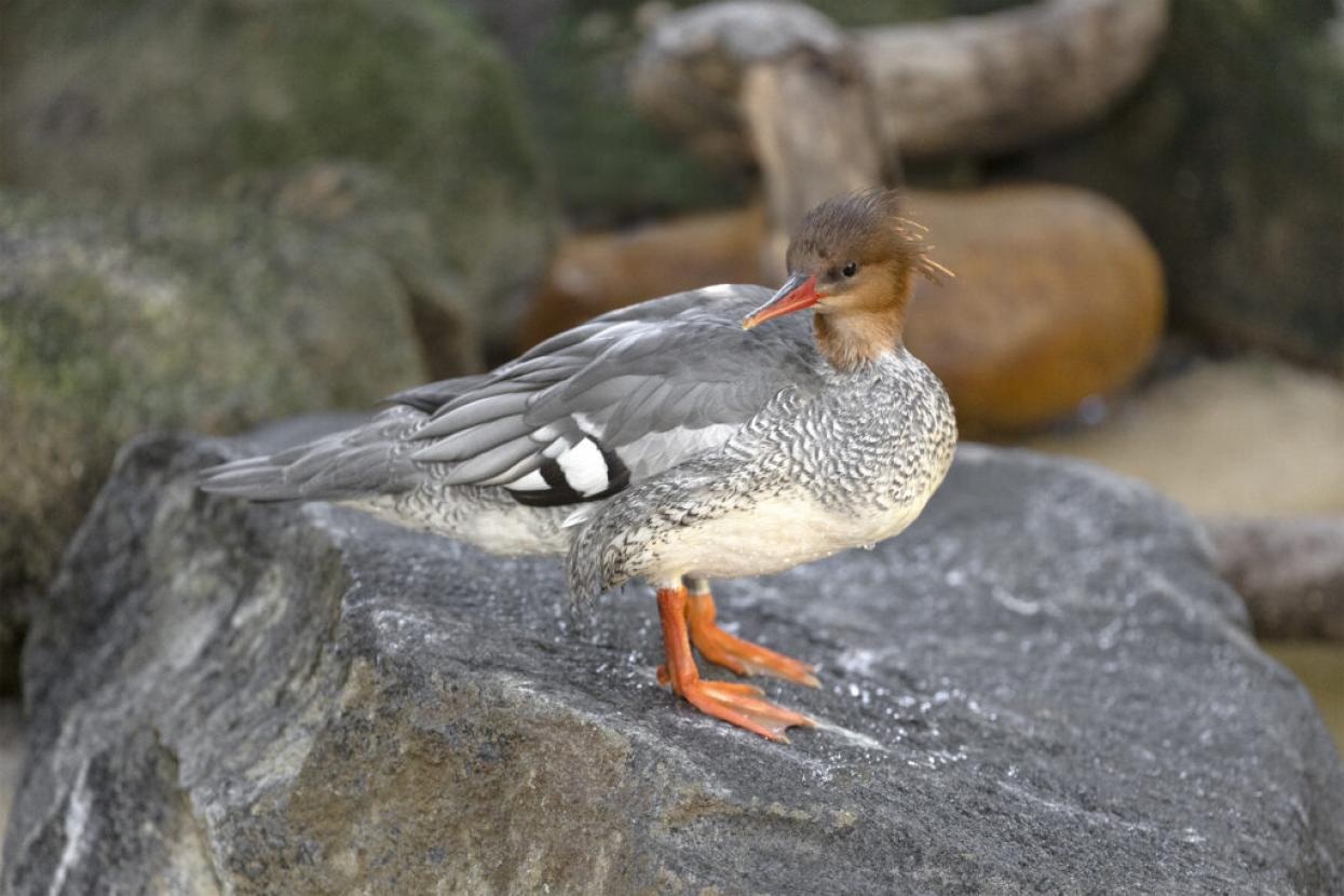 merganser