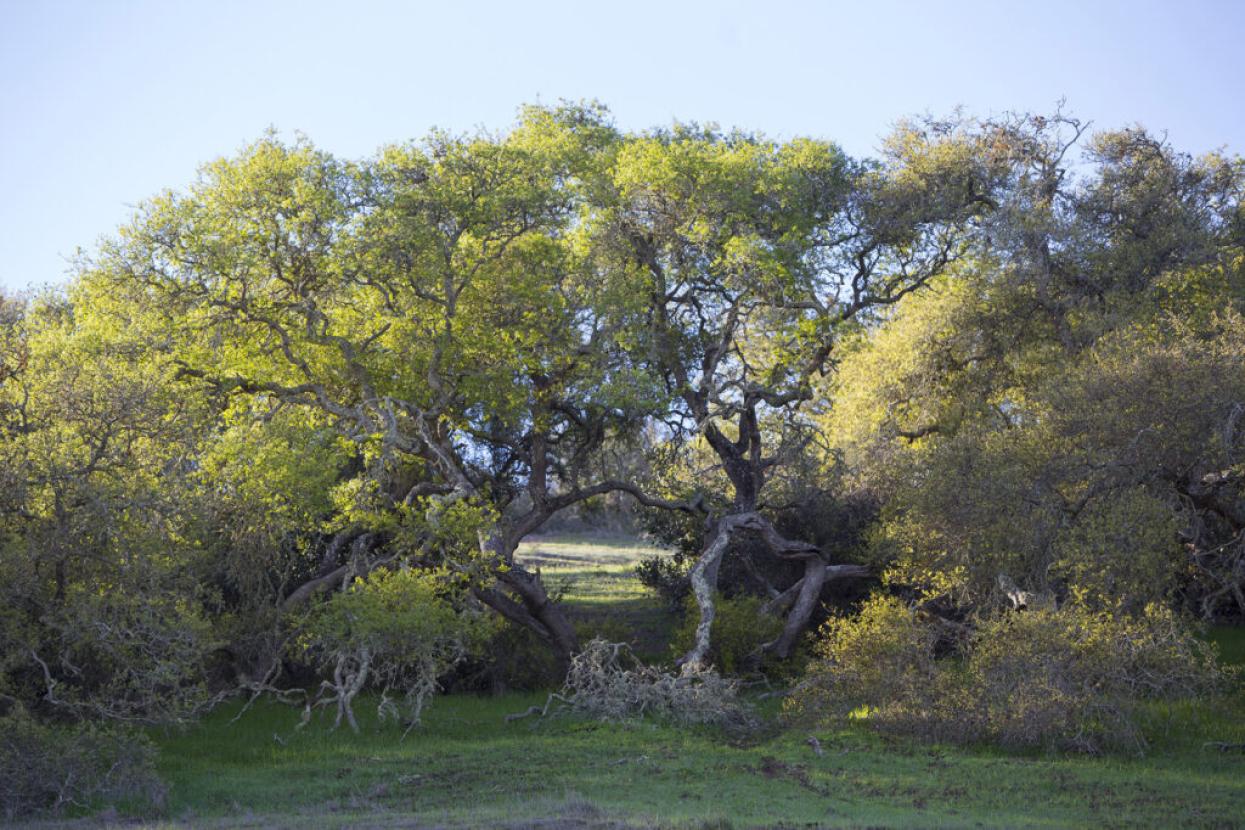 trees