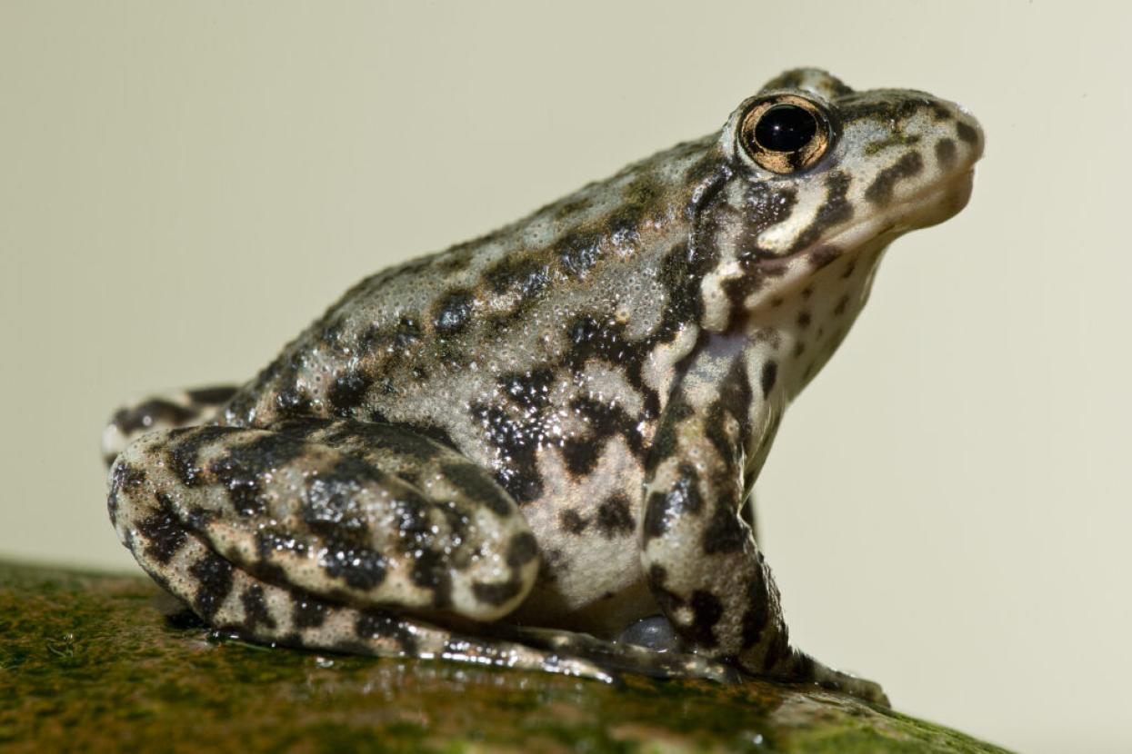frog