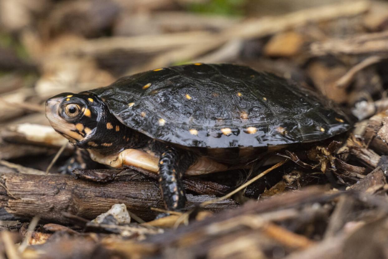 turtle