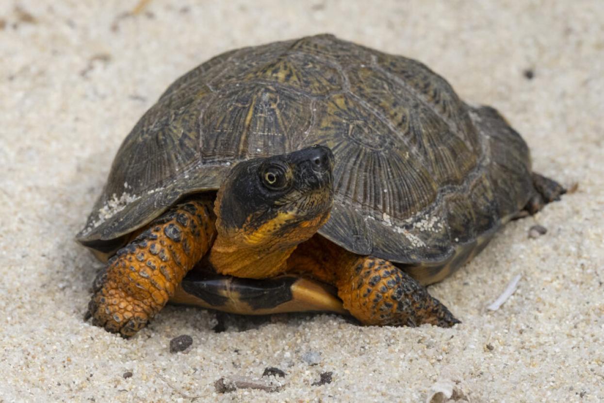 turtle