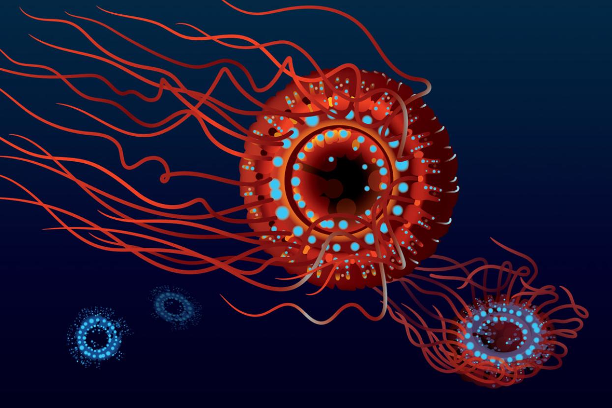 atolla jellyfish