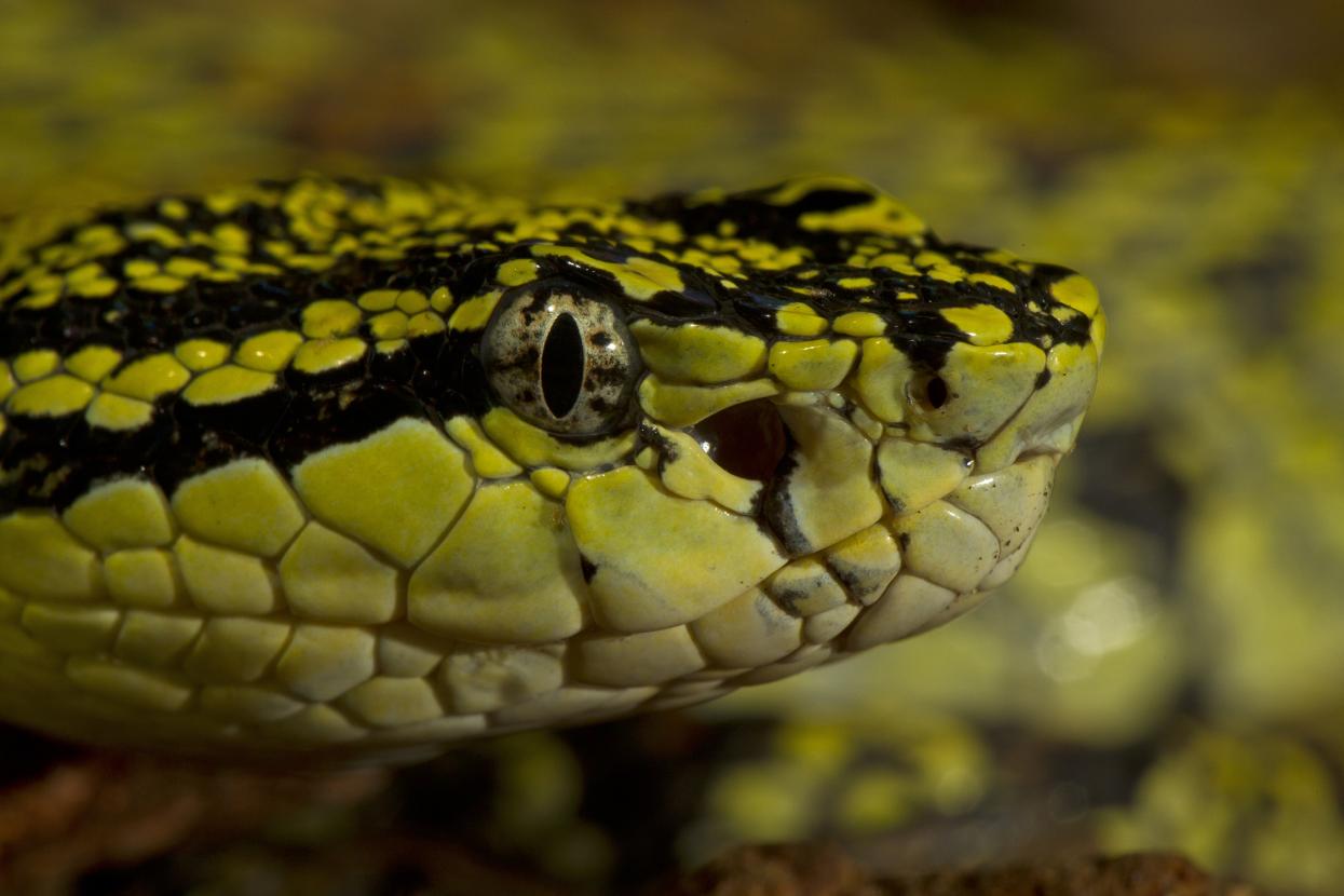snake