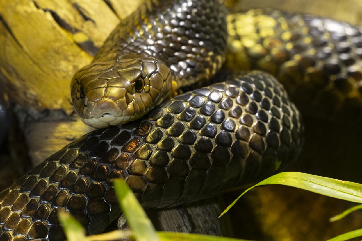 king cobra