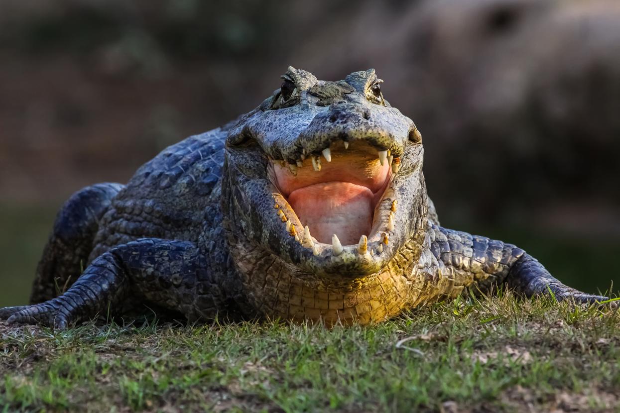 Black caiman