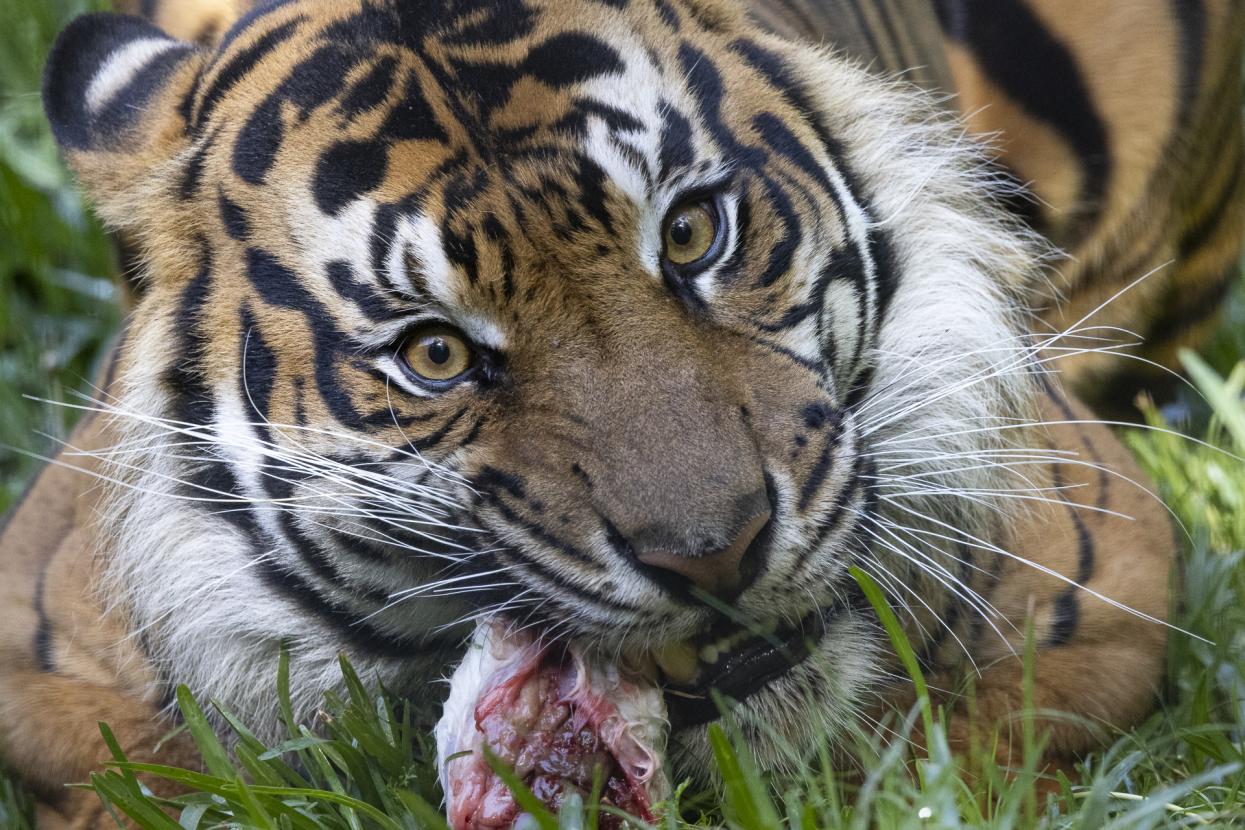 Sumatran tiger