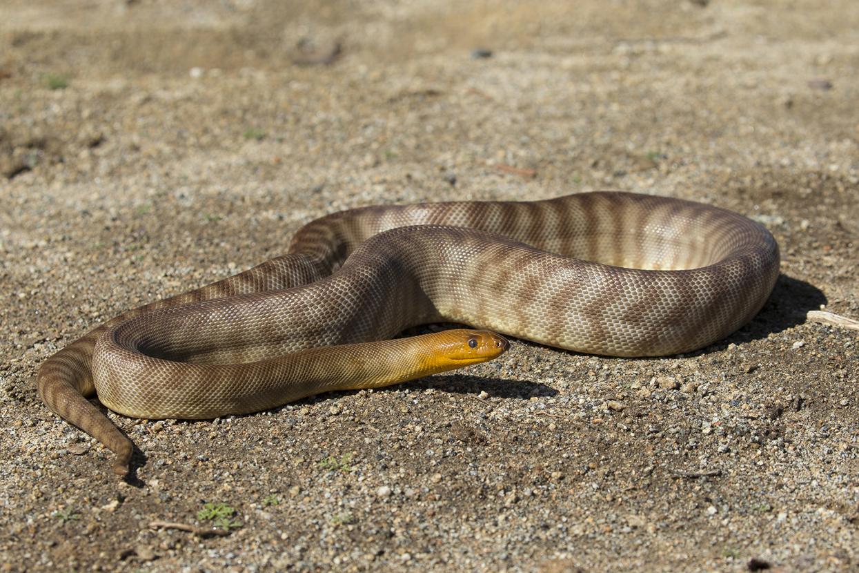 woma