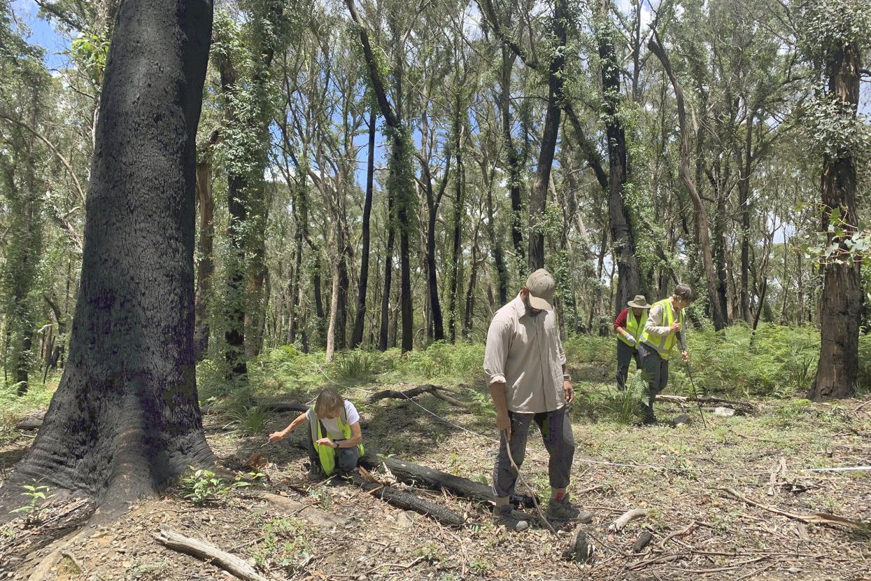 Koala researchers