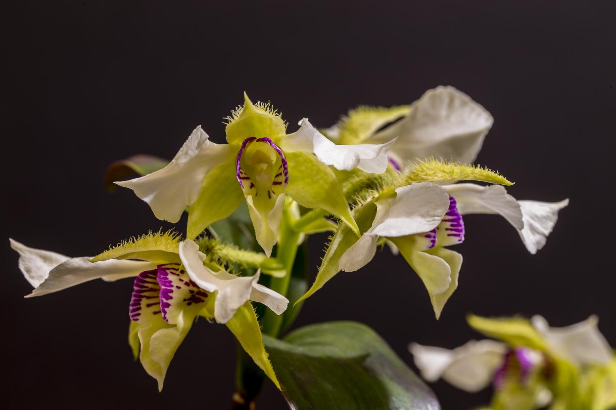 Orchids