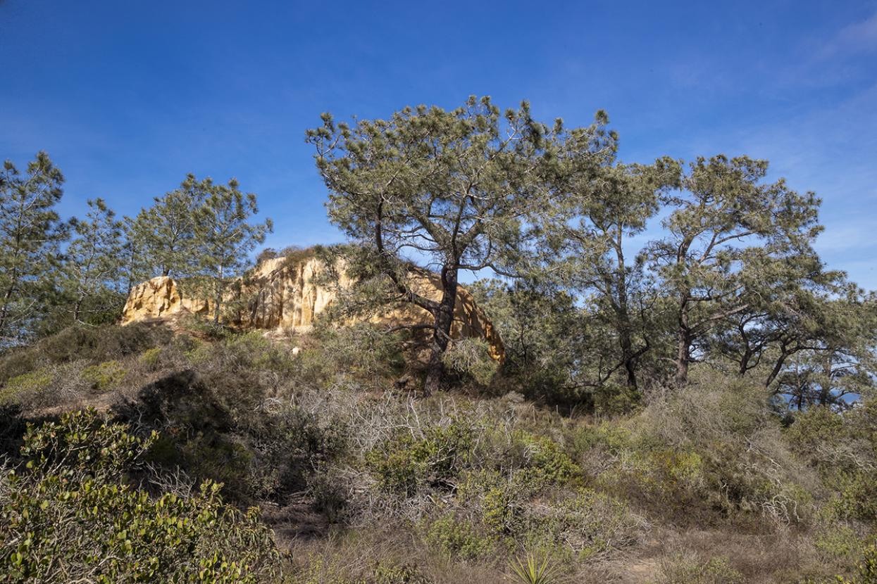Torrey pines