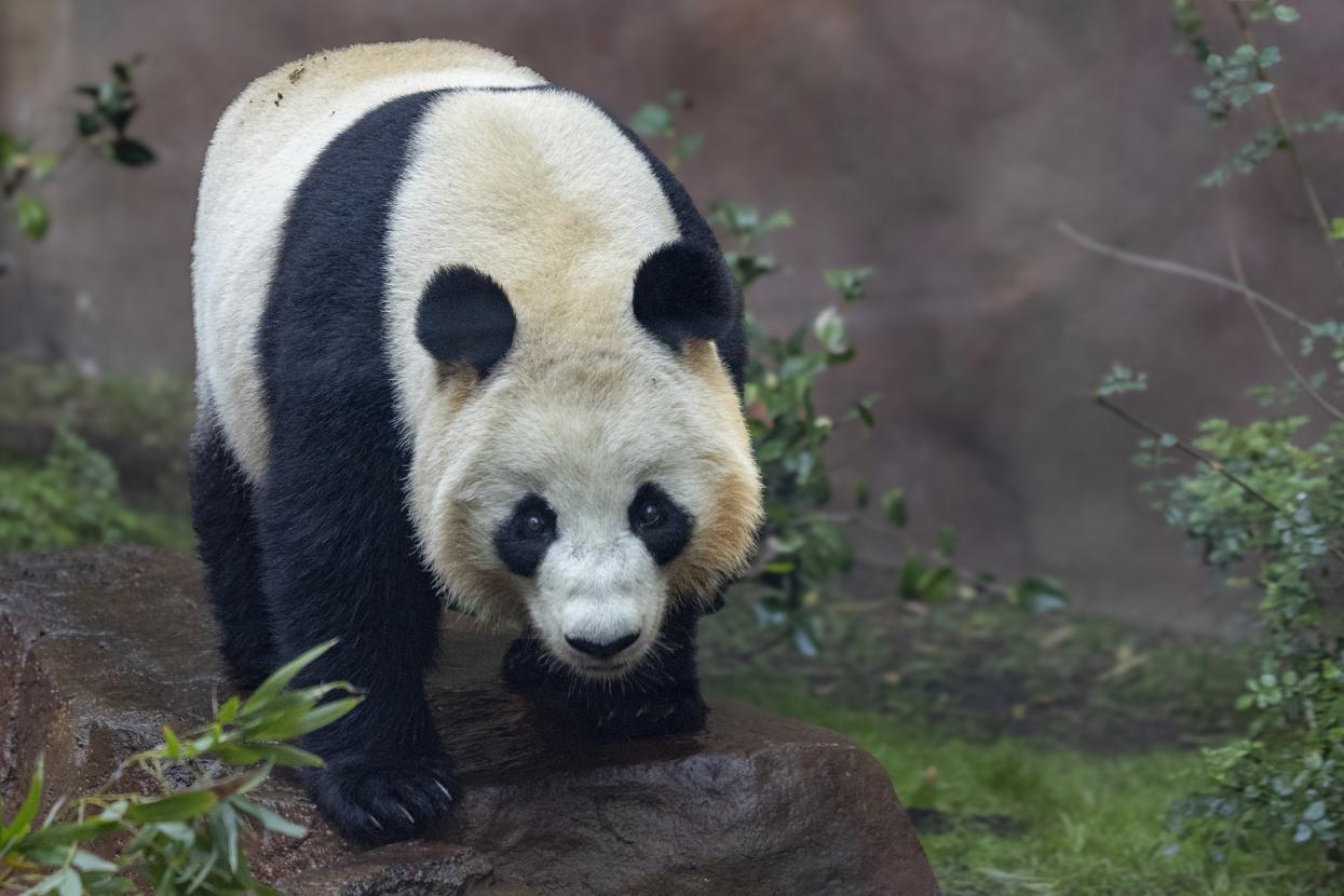 Xin Bao walking