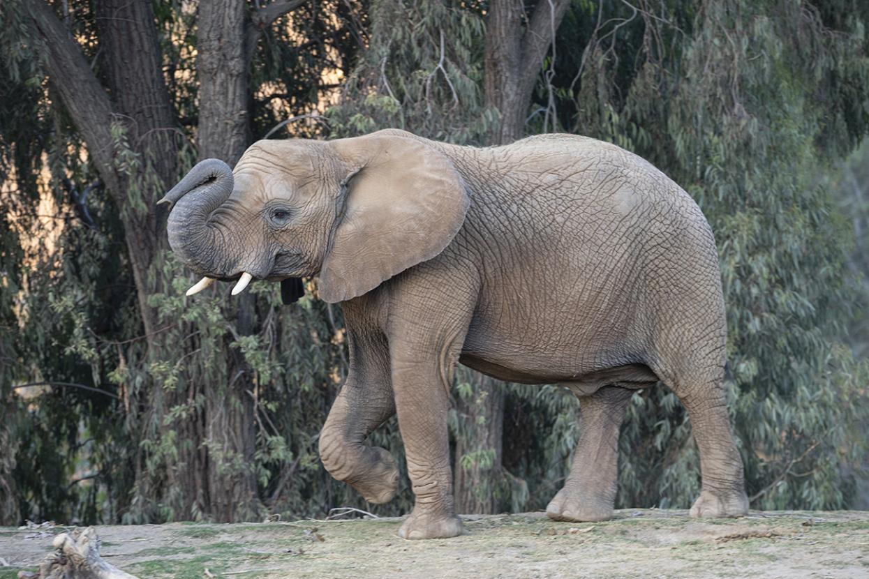 one elephant