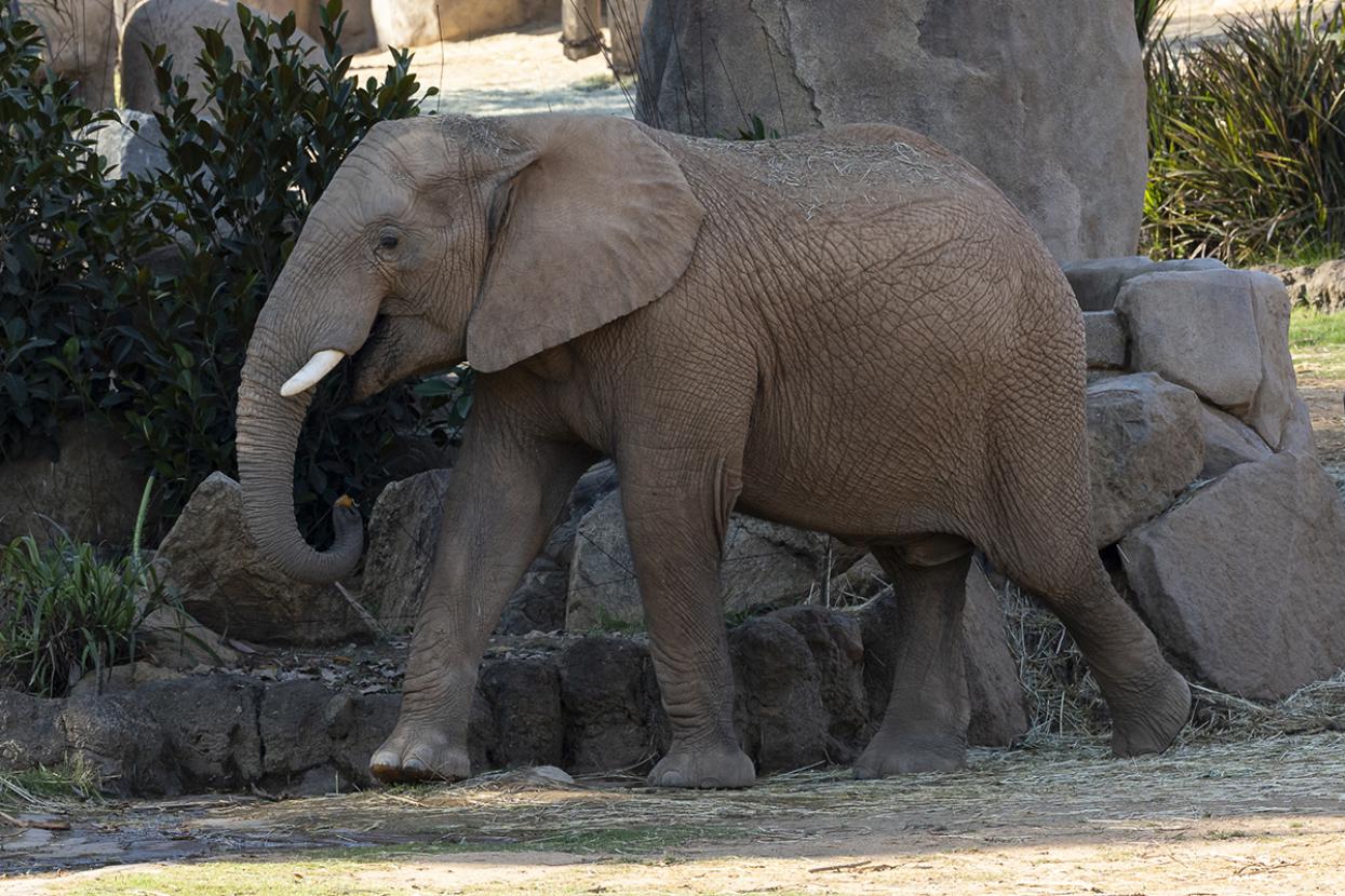 Elephant walking