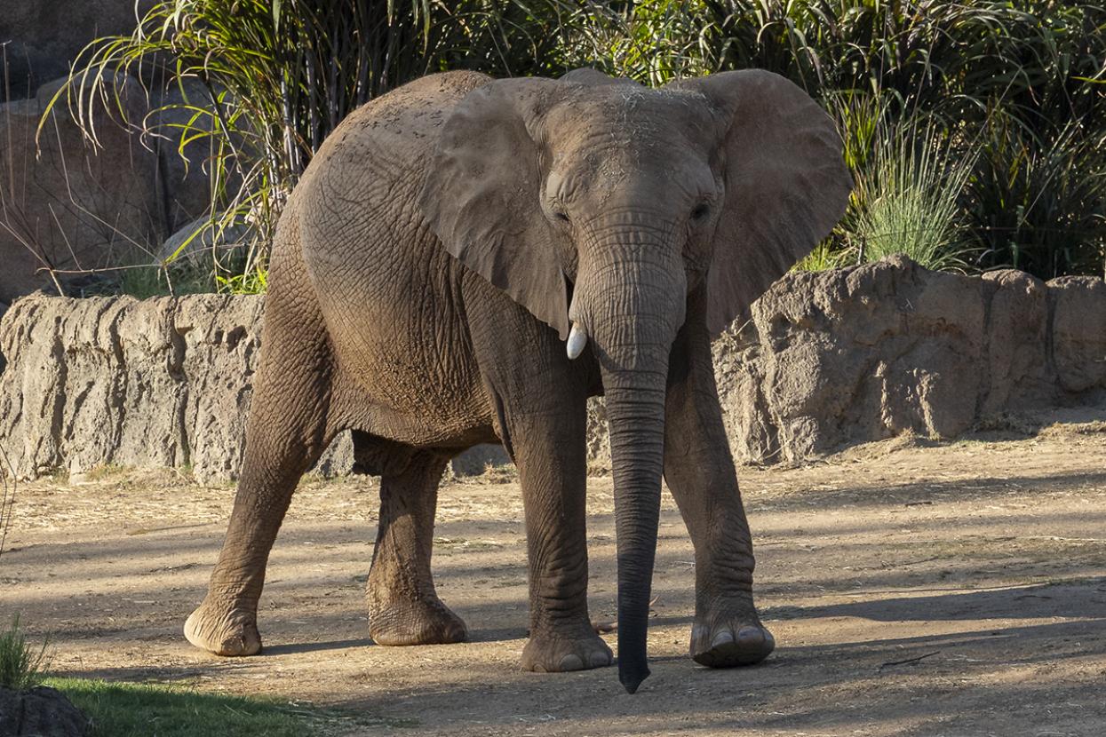 Elephant walking