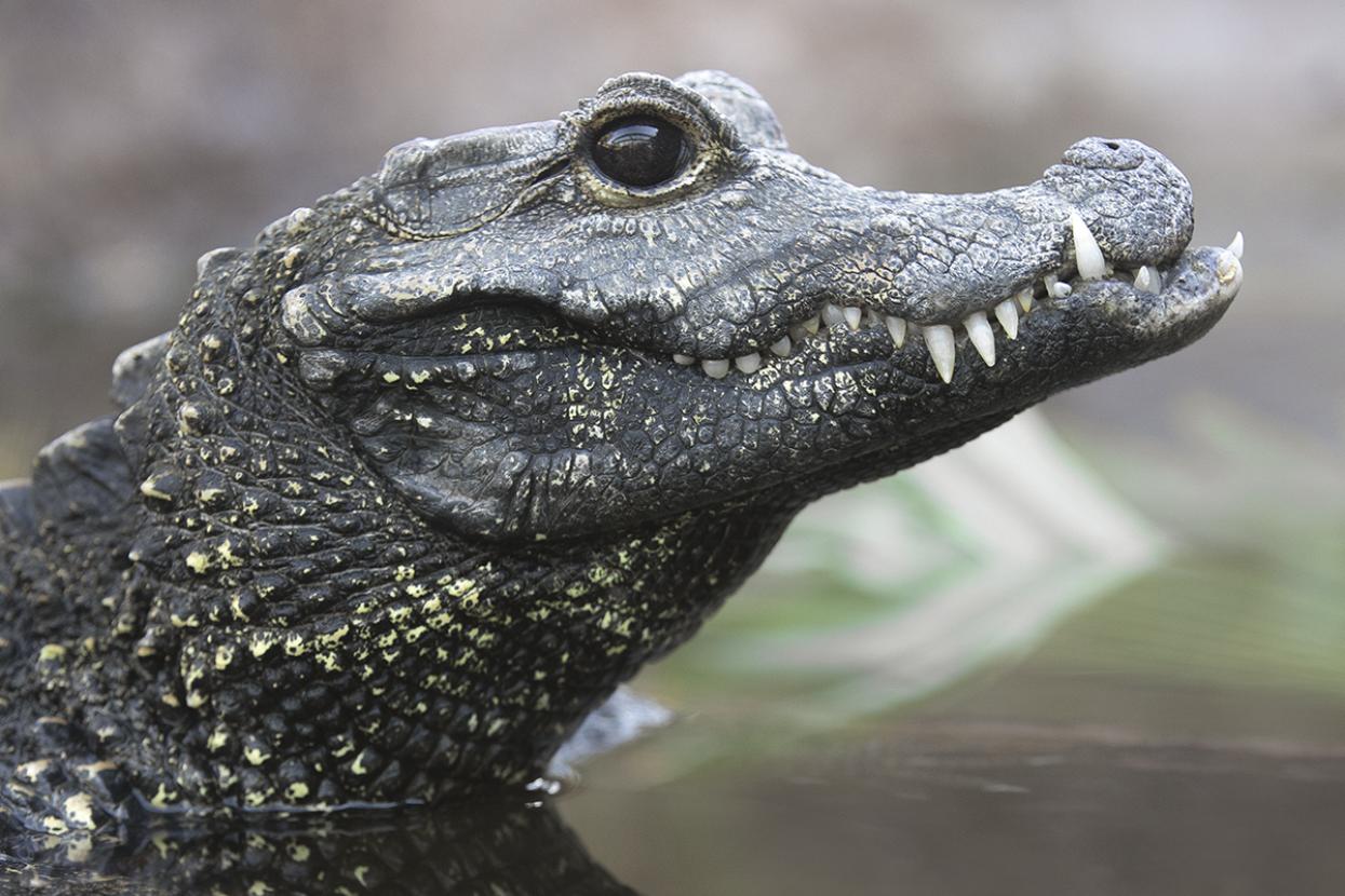 Crocodile