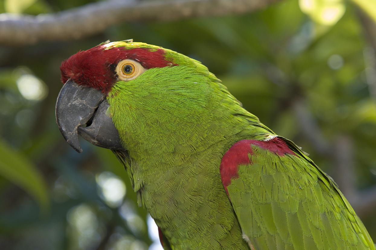 Thick-billed parrot close-up