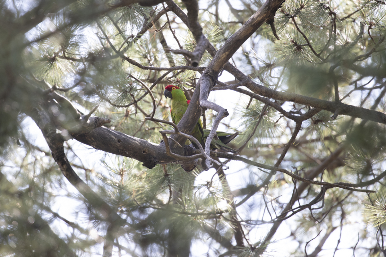 Thick-billed parrot in a native tree