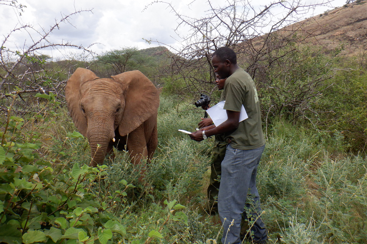 chege with elephant