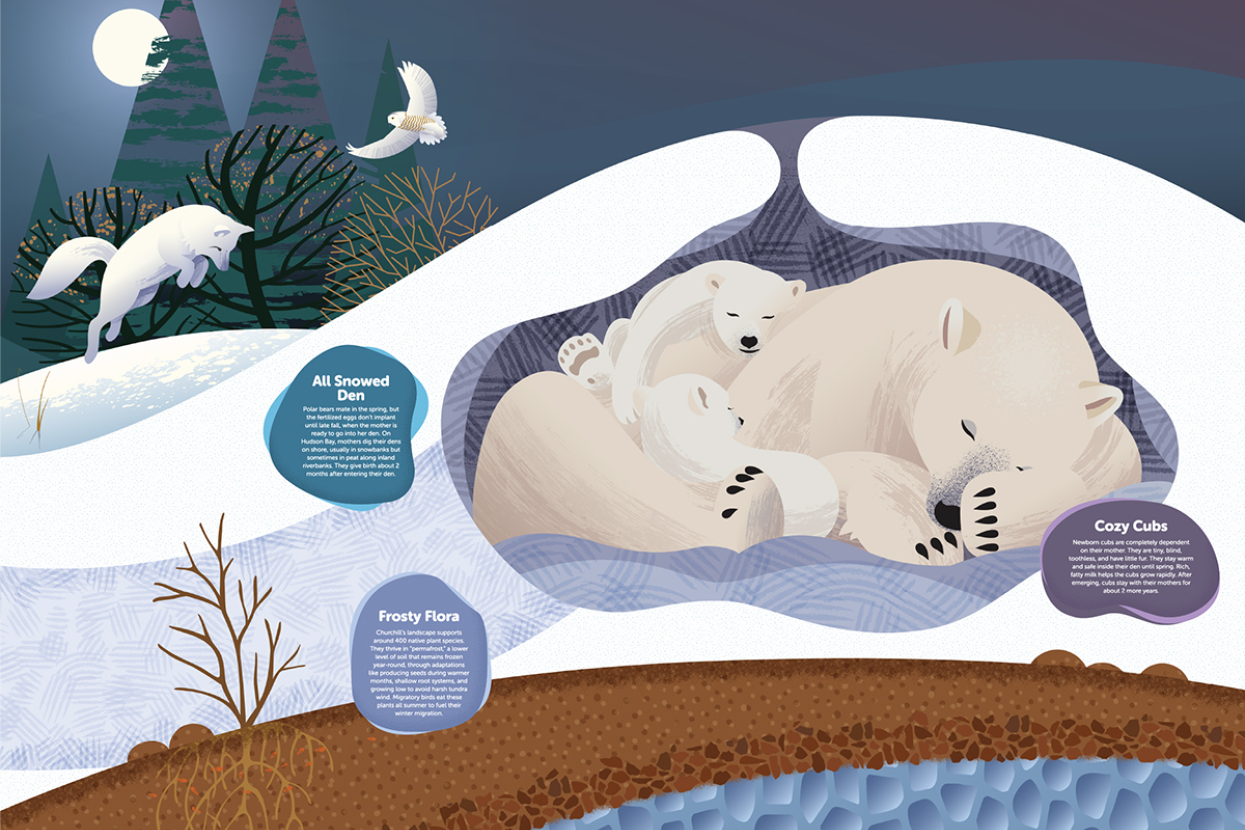 Illustrations of polar bears in den