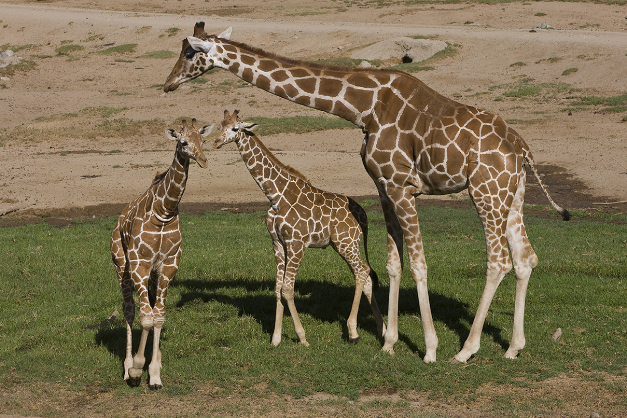 three reticulated giraffes, one adult and two calves