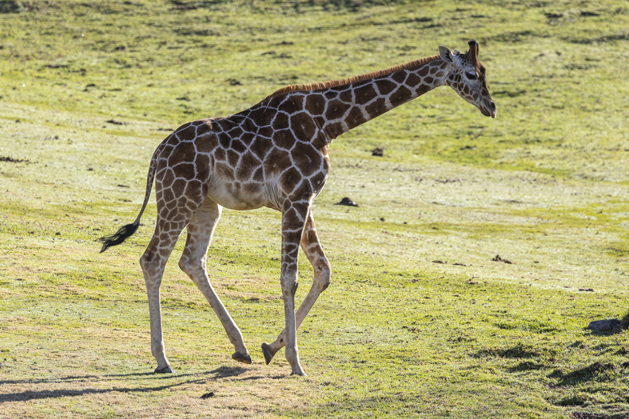 northern giraffe msituni