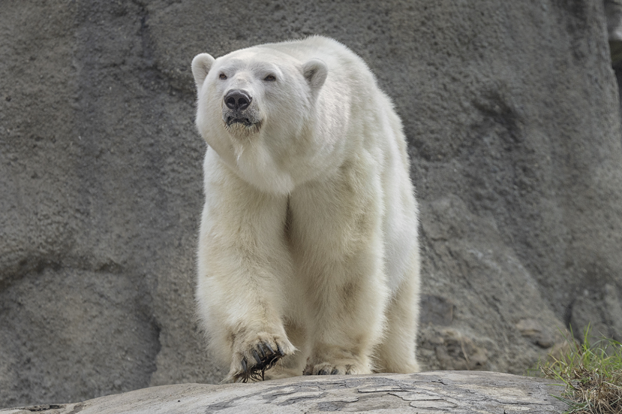 Polar bear