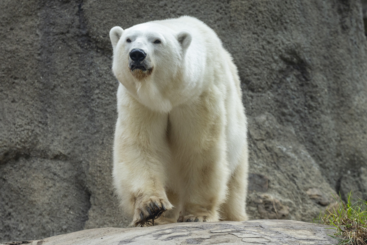 polar bear
